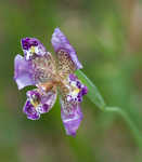 Propeller flower